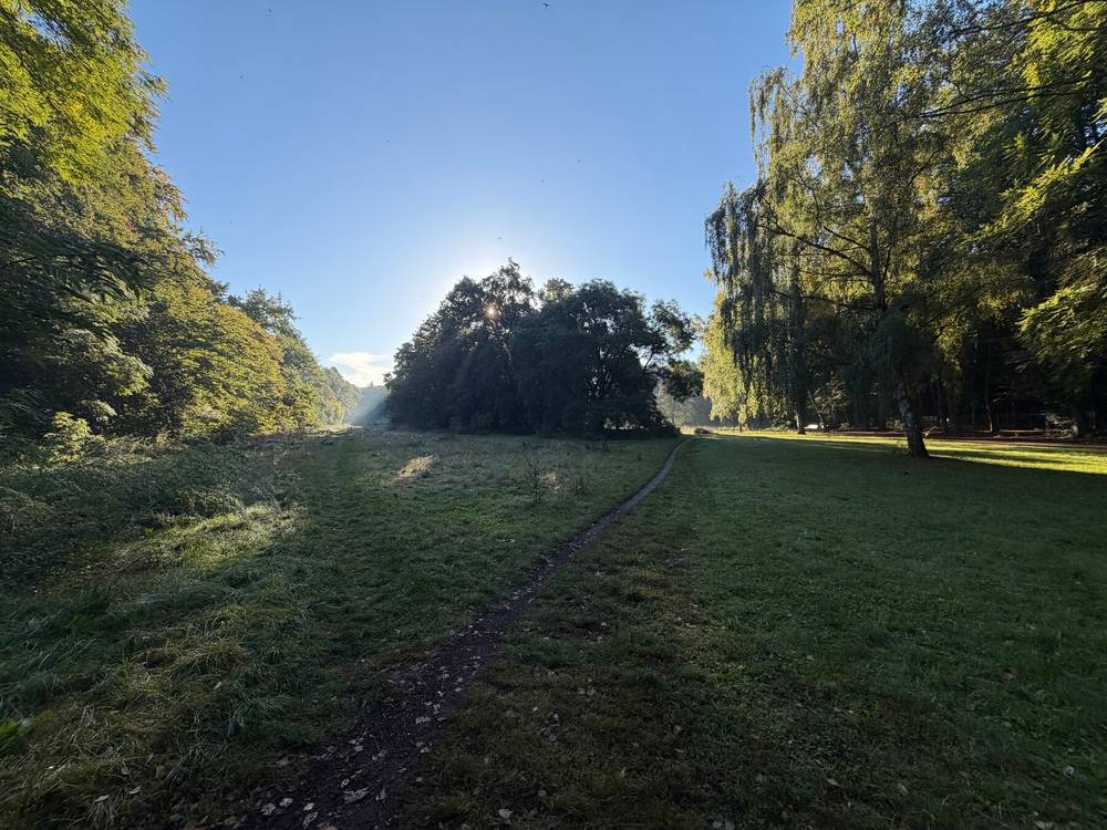 niedrigstehende sonne und leicher nebel bringen das gestrüpp in den rehbergen zum leuchten.