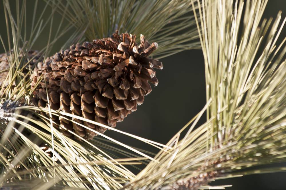 A pine cone hangs among long needles on a branch.