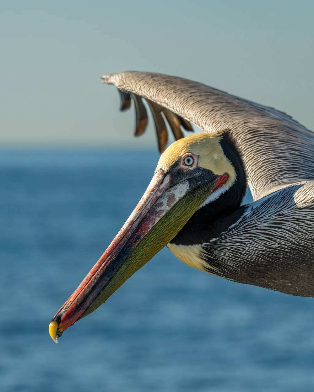 Pelican