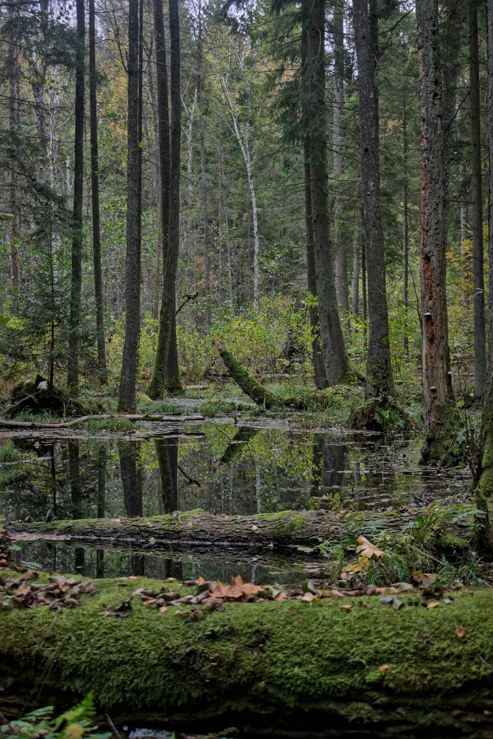 Photo of swampland with many pines and other trees and shrubs reflected in a stagnant water pool. Several fallen logs cross the frame horizontally in the foreground, while a leaning tree stump in the middle distance dominates the center.