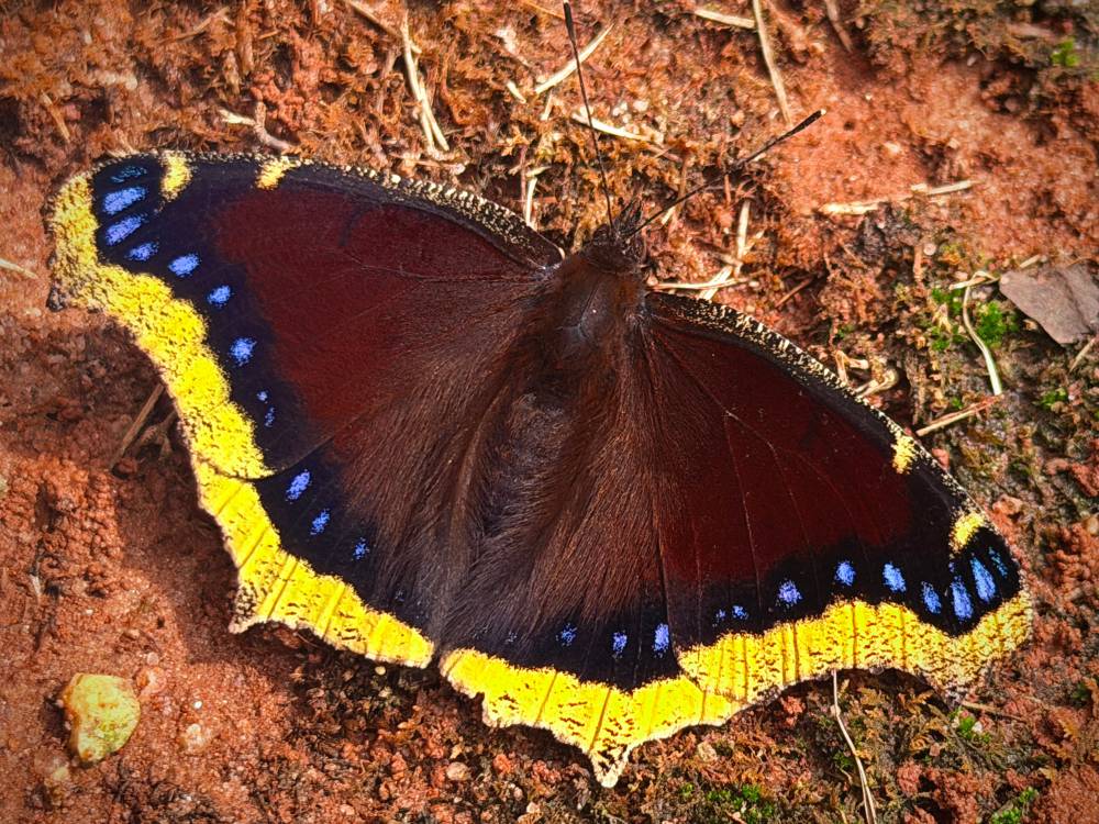 mourning cloak butterfly