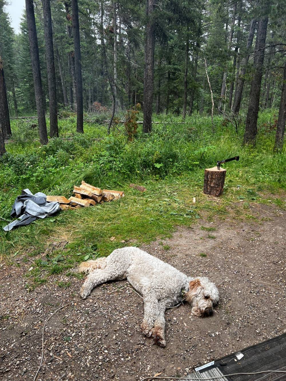 Neville, our golden doodle Lays on the ground napping. 