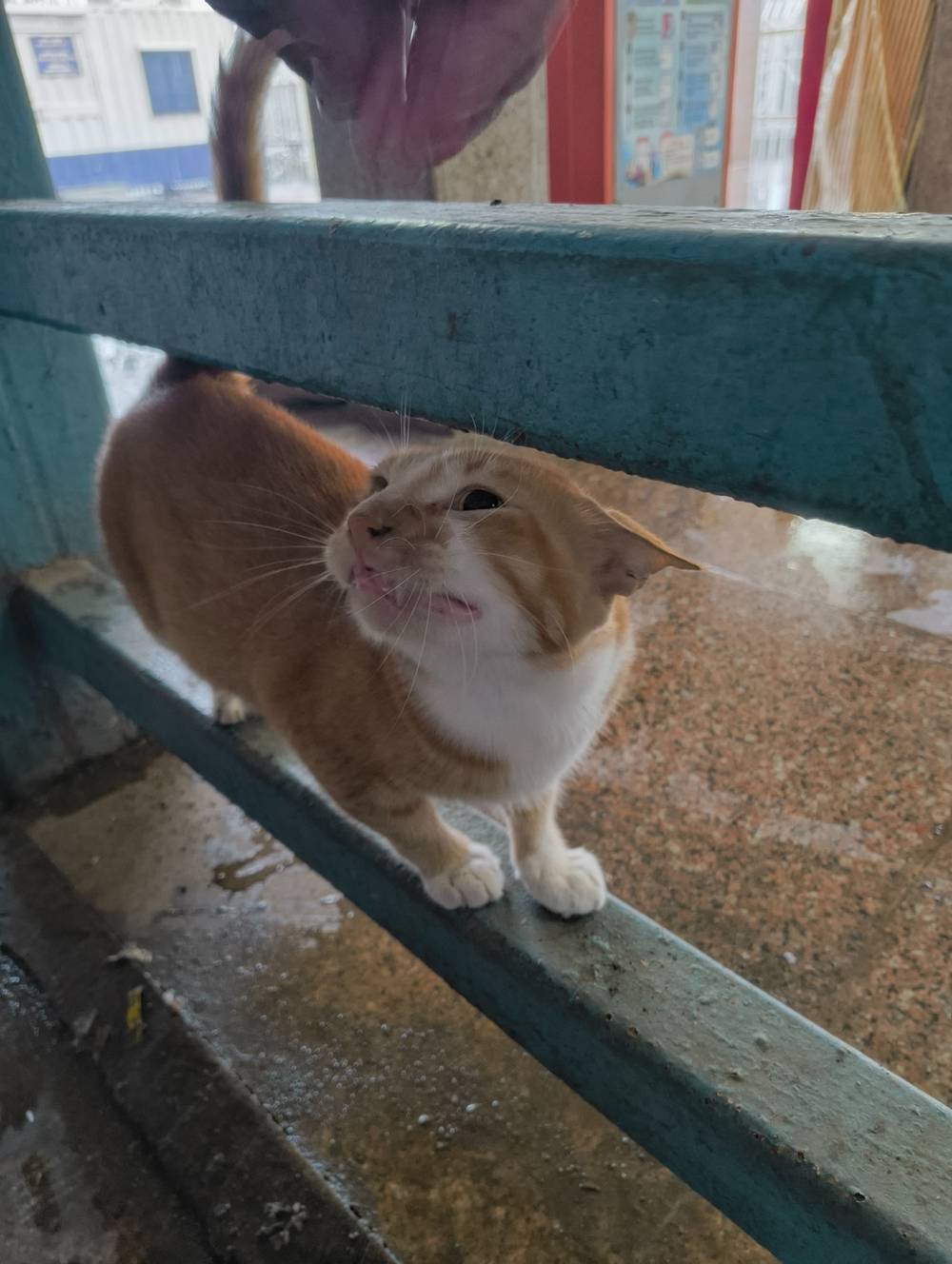 orange and white kitty looking at human 