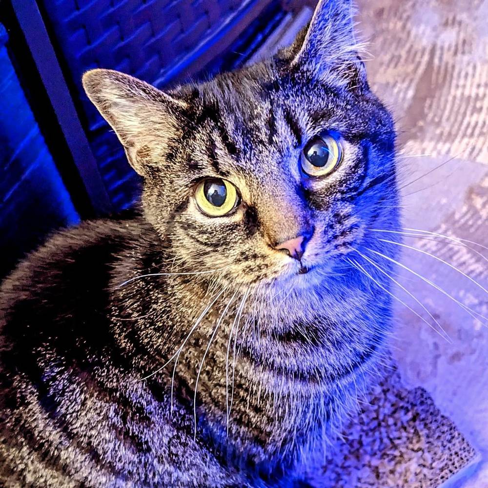 Rufus and His Pitiful Face