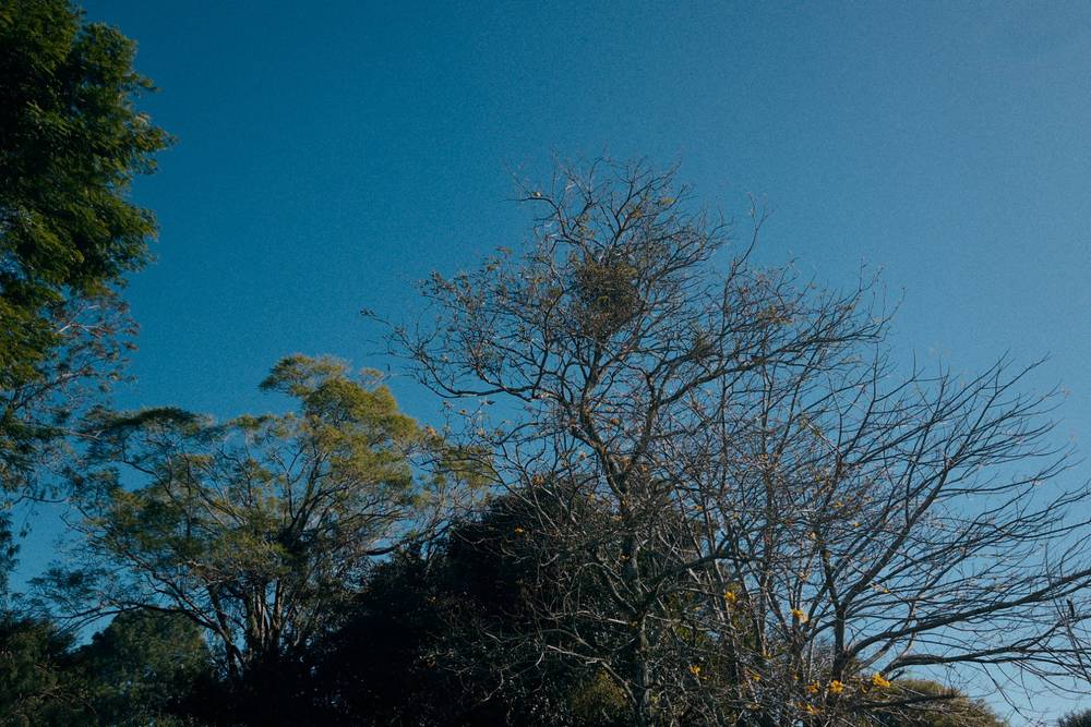 Céu de uma manhã de inverno.