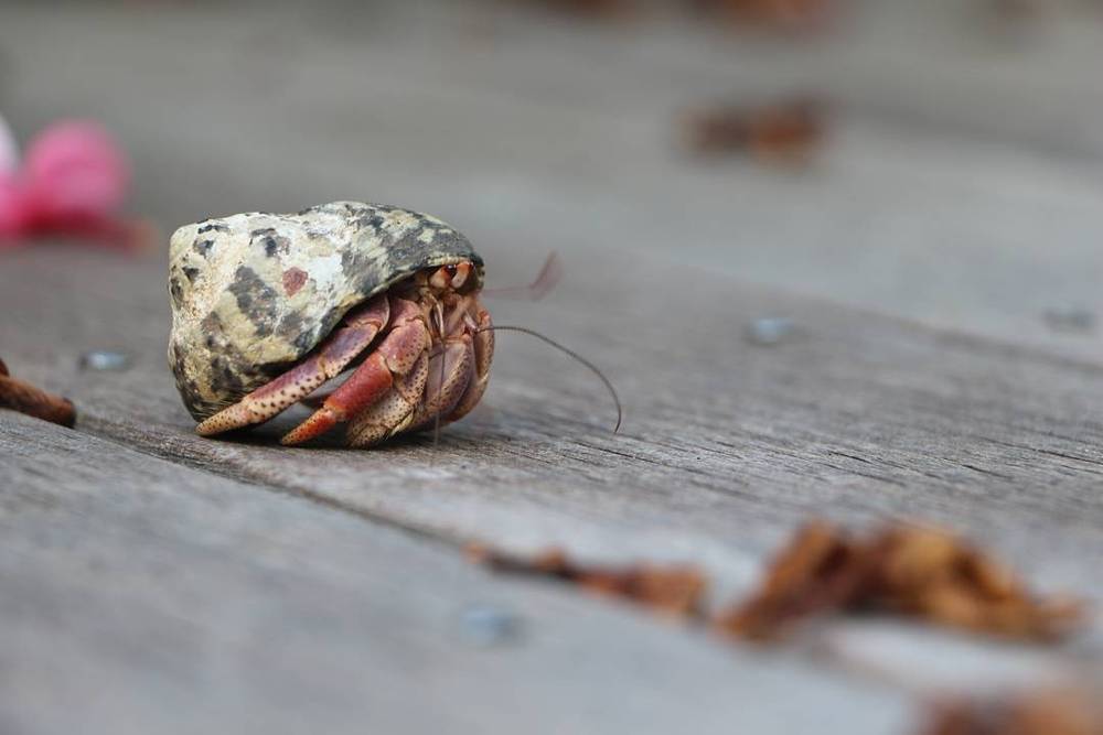 Hermit crab on the front porch