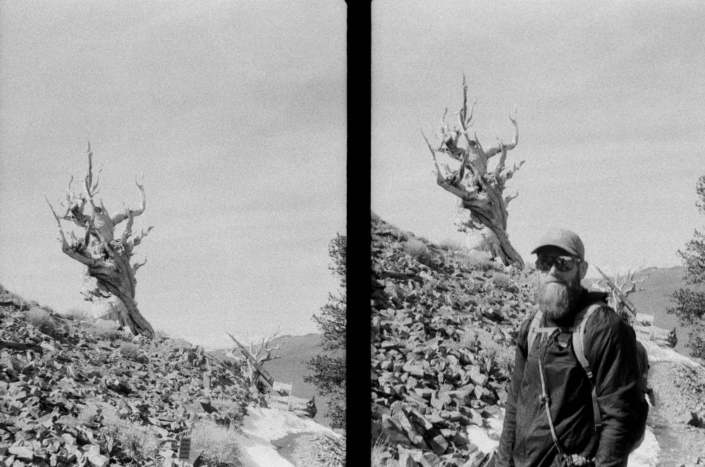 Ancient Bristlecone Pine Forest , photo 2 of 4