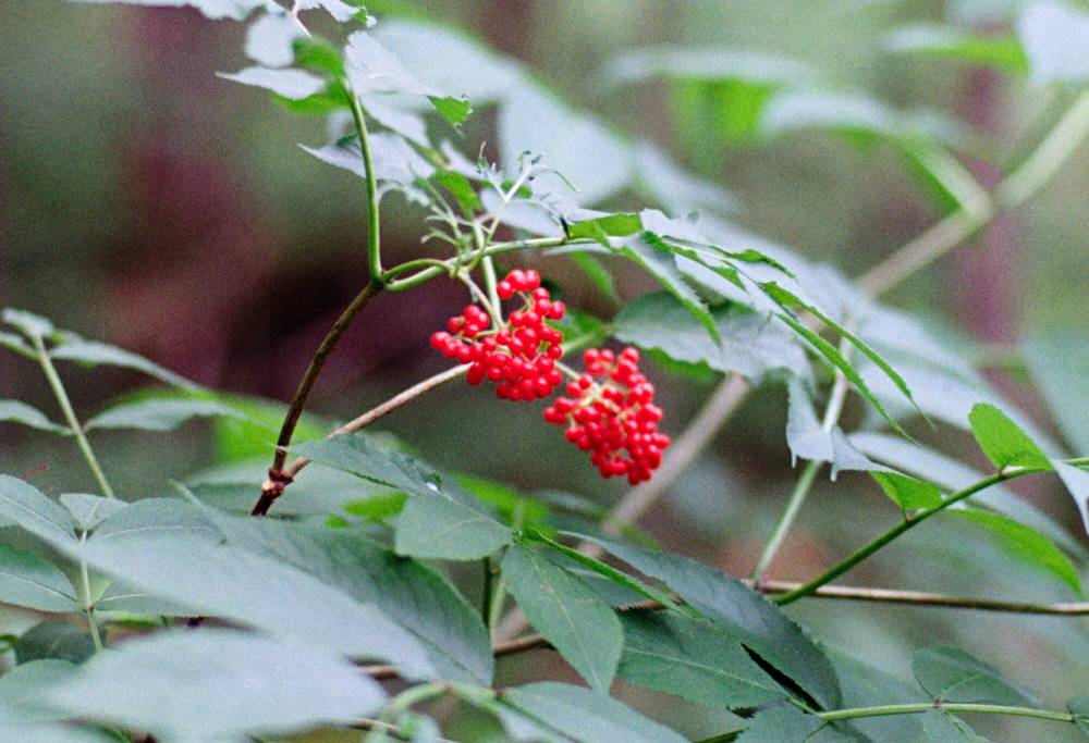 Red Berries