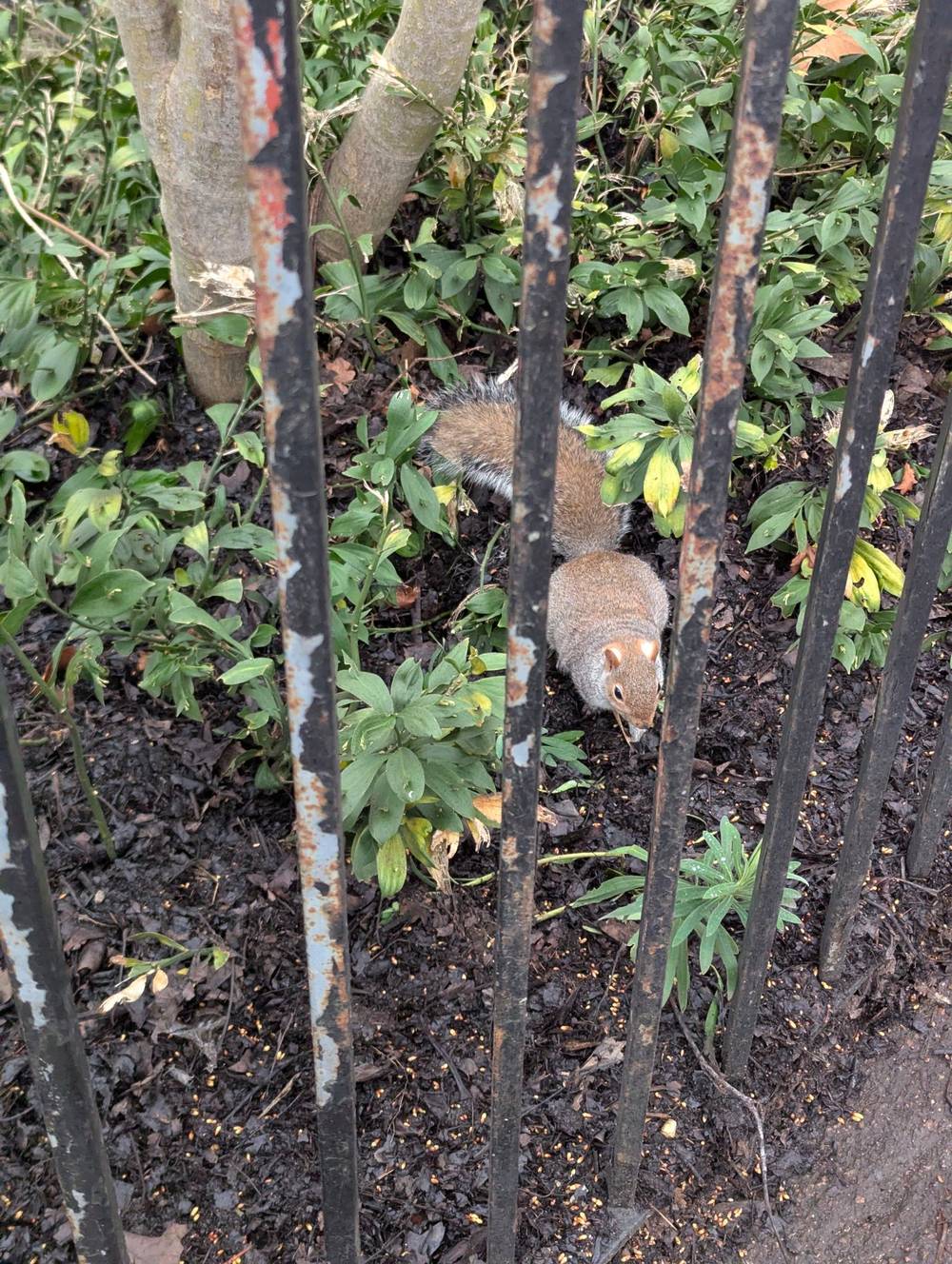 a squirrel wanted a photo op