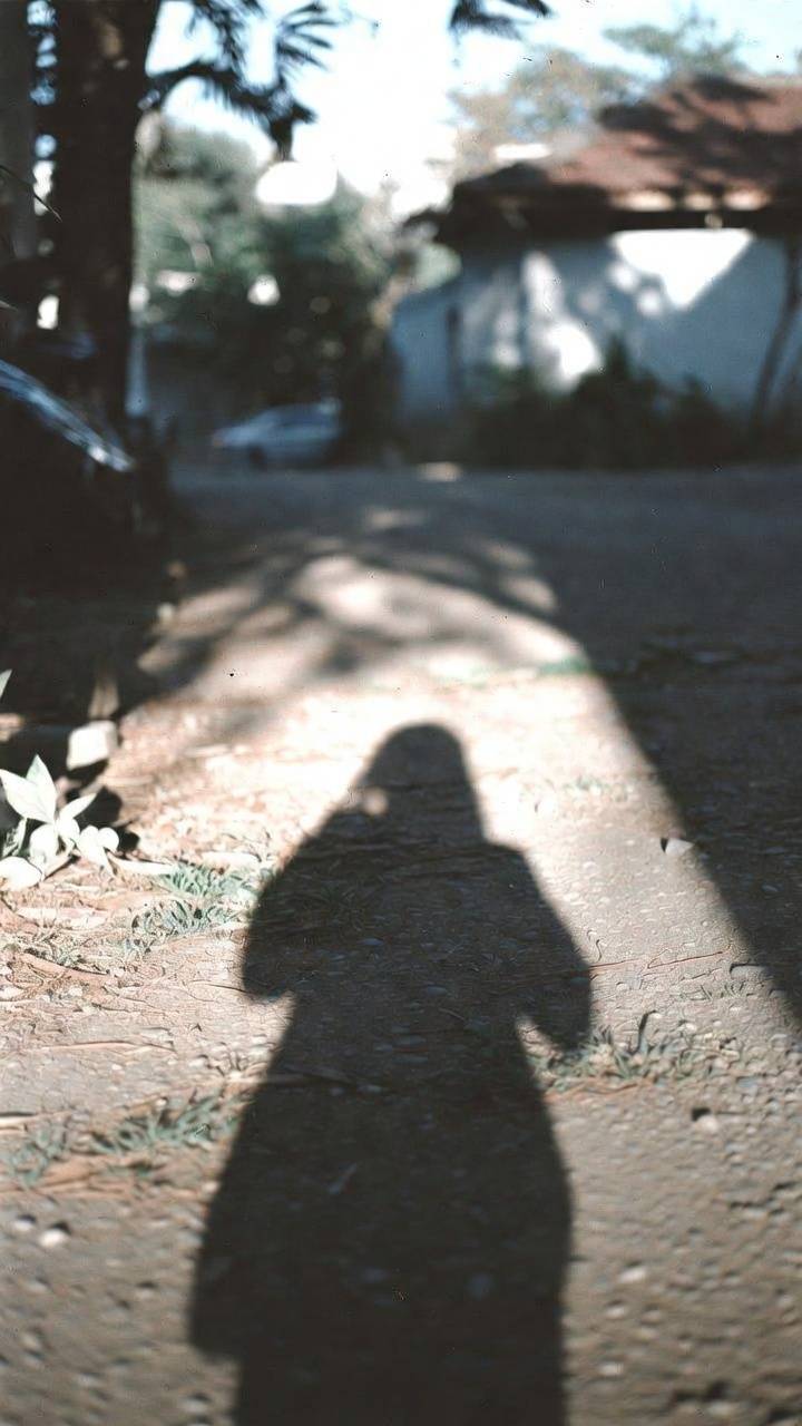 Where the Light Fell