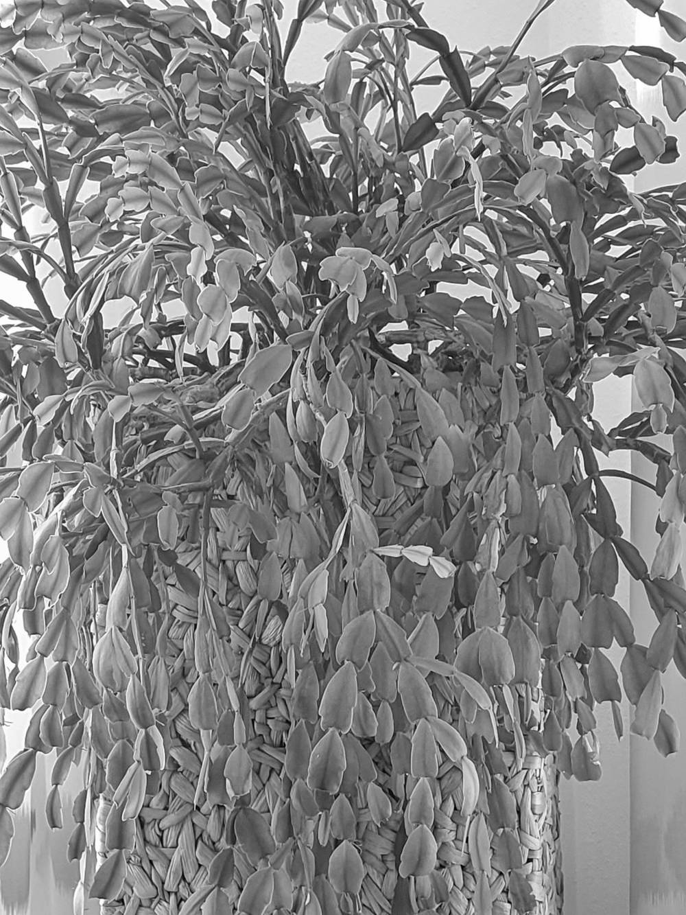 Christmas cactus