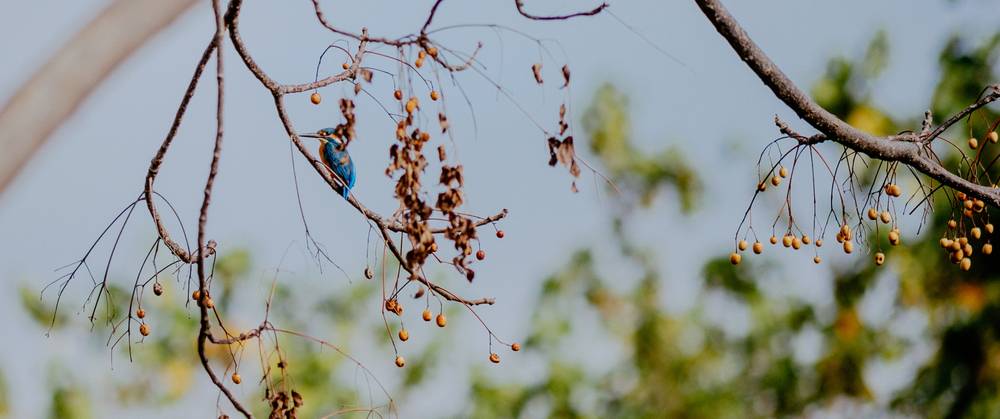 Kingfisher