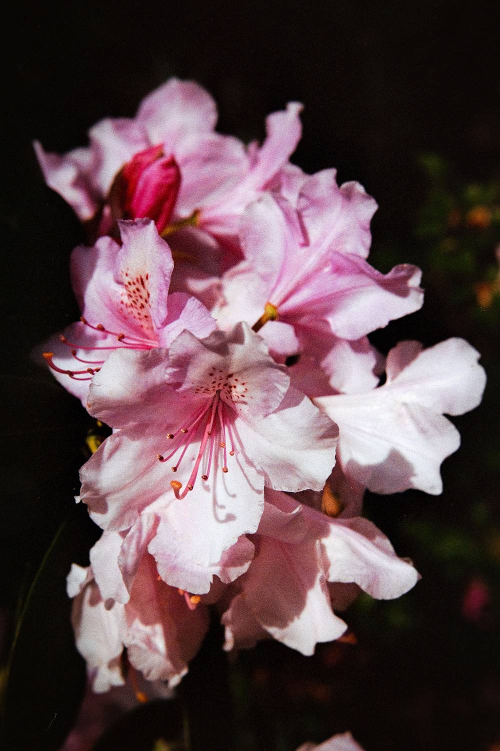 Pink rhododendron flowers in bloom