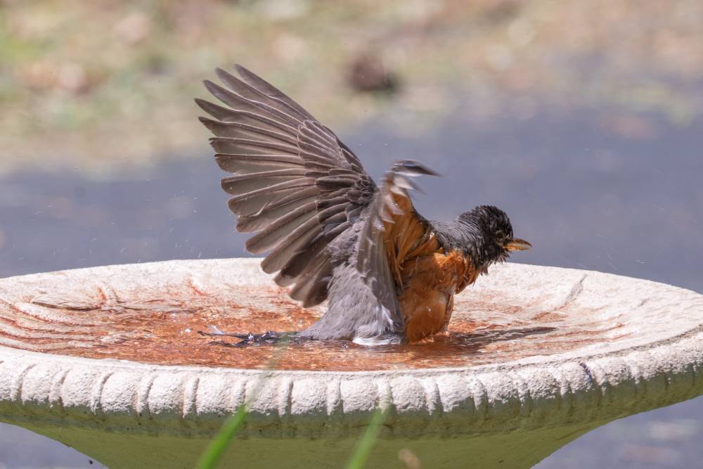 I heard u like watching when American Robins are goofy about it