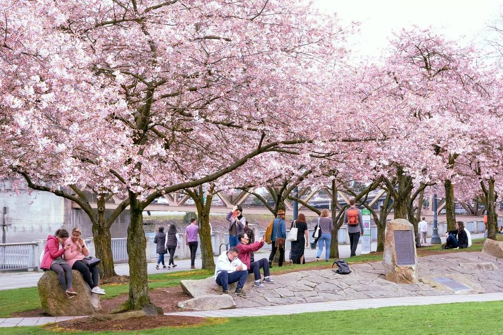 Spring Hanami Beneath Portland's Waterfront Canopy
