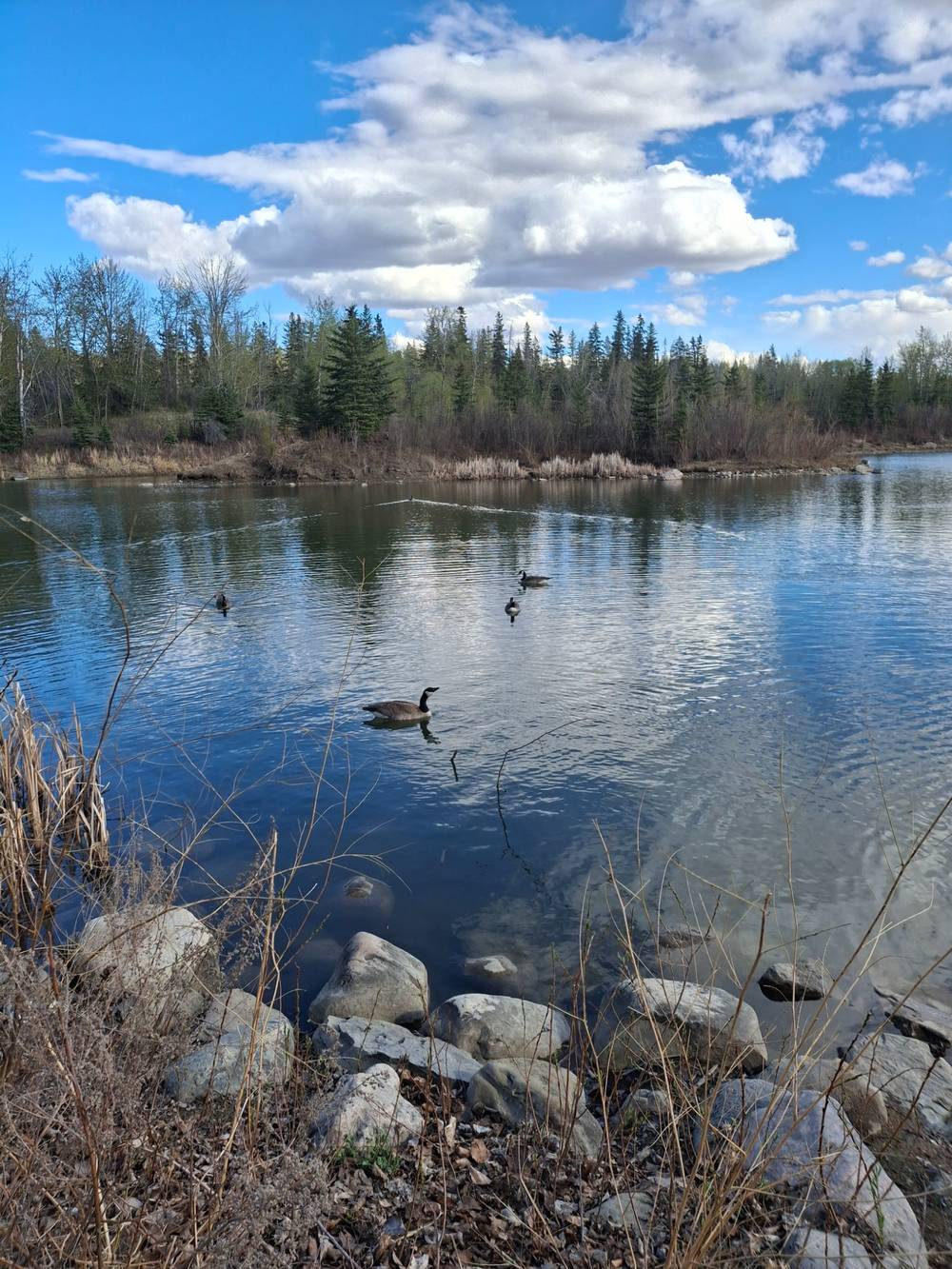 Geese on the Water