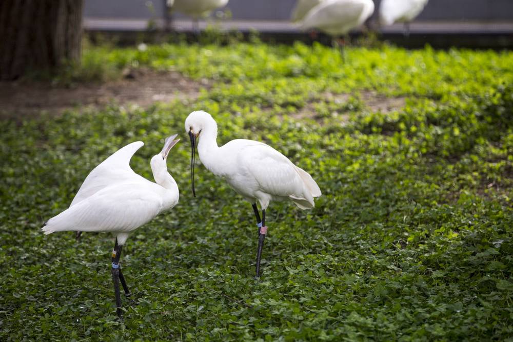 Two spoonbills forage together in a patch of grass.