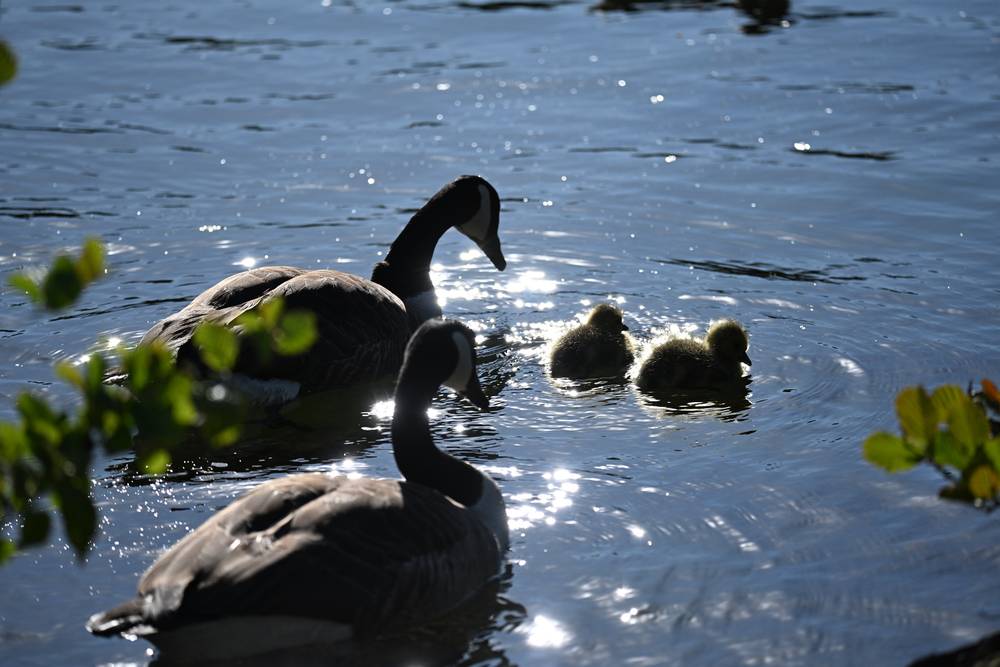 Two goslings swimming next to their parents,the sun reflecting off the water