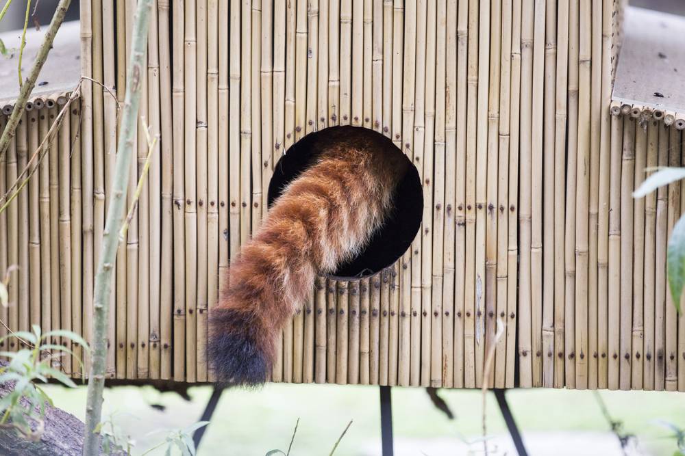 A red panda's tail hangs out of a round wooden nest box.