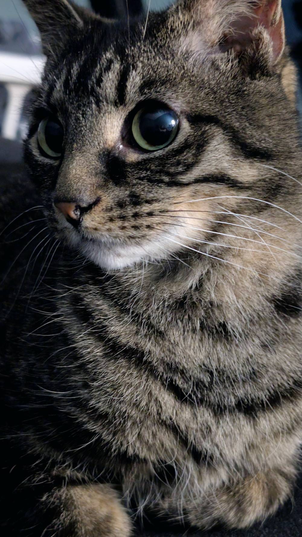 A gray tabby cat named Rufus looks off into the distance.