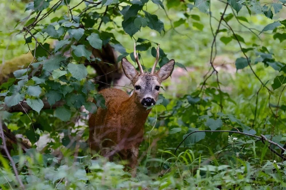 A deer looking straight into the camera, munching on a leaf
