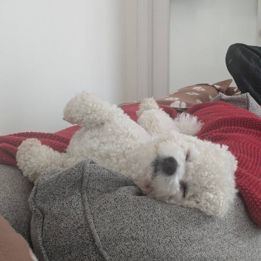 Cozy little nap before dinner 💤
