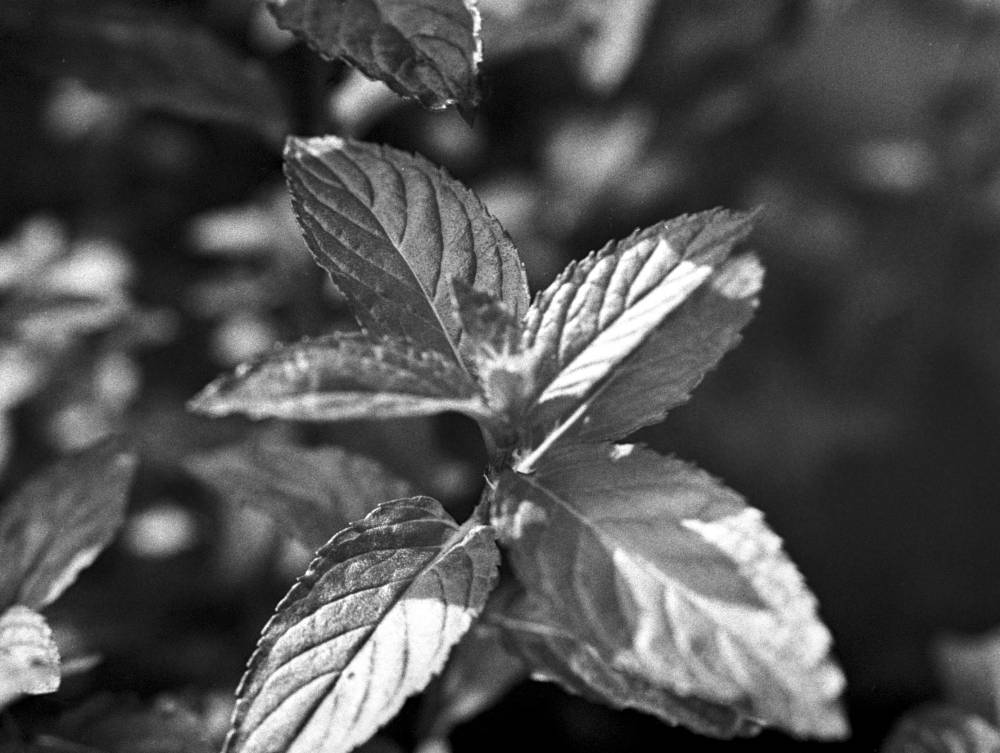 Mint