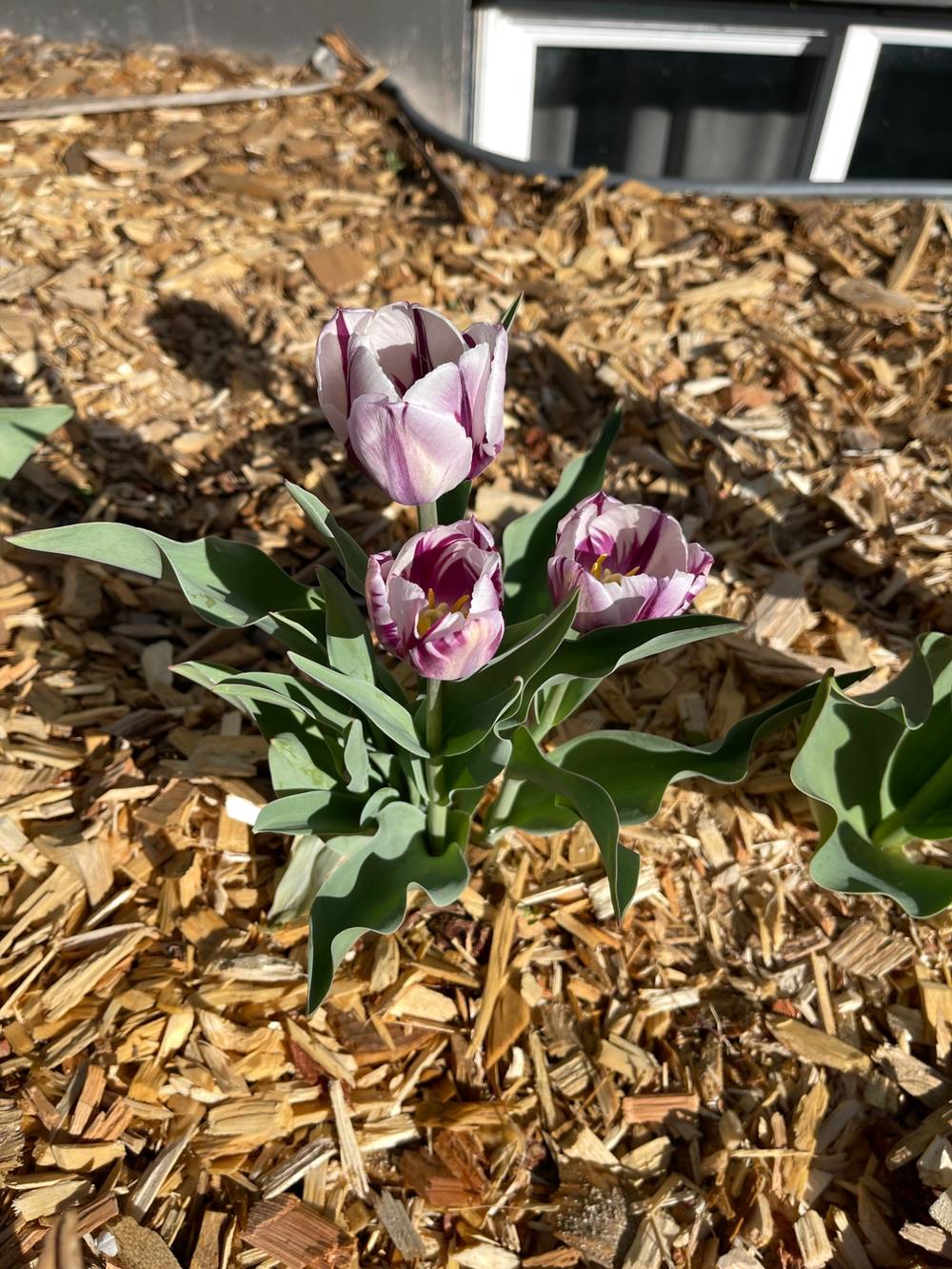 Cluster of 3 purple and pink tulips 