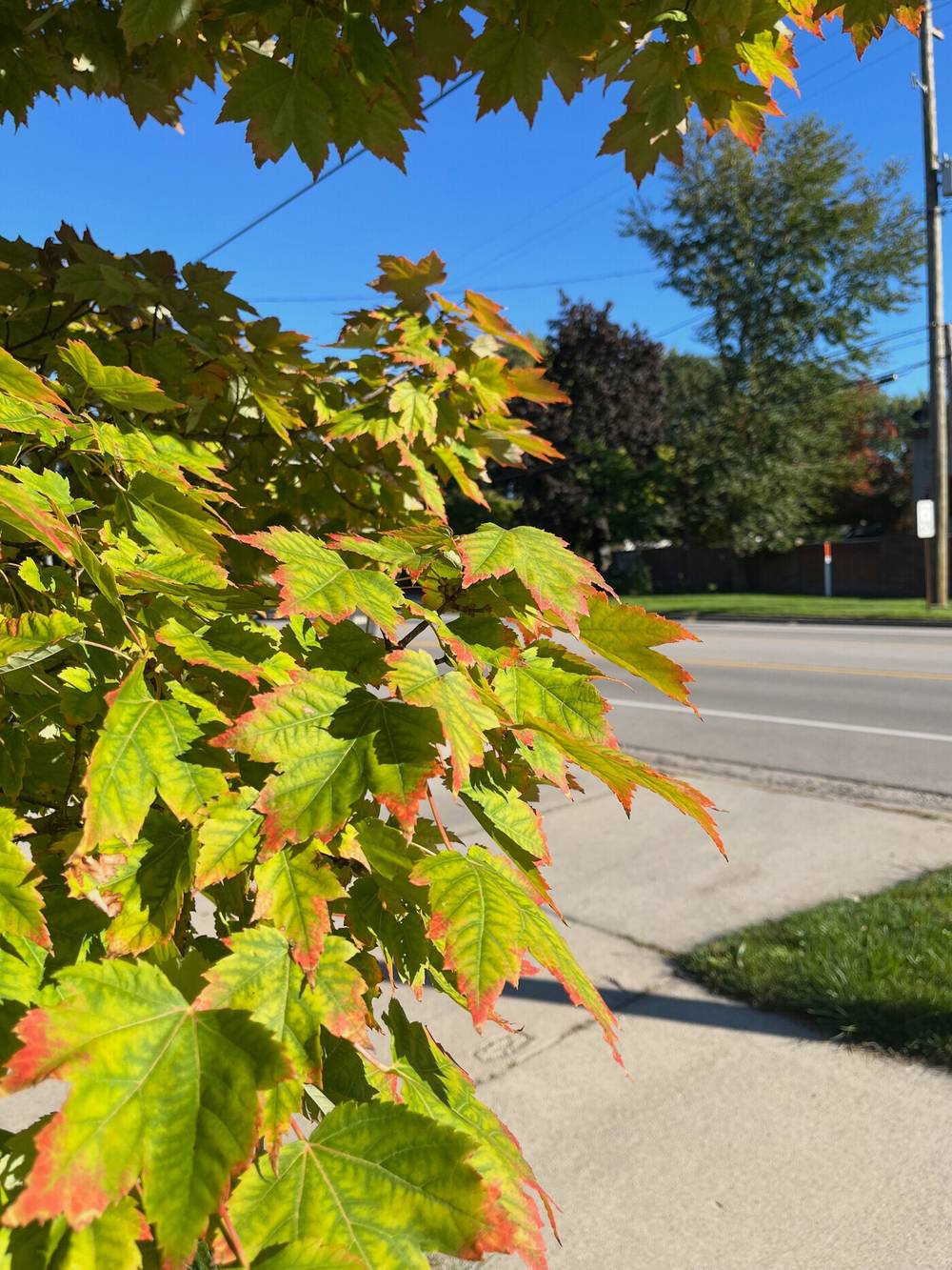📷🍂Come track the fall progression with me through the maple in my front yard. 2026.09.28