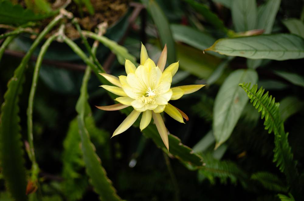 Flora 