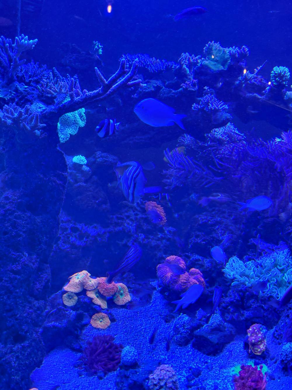fish