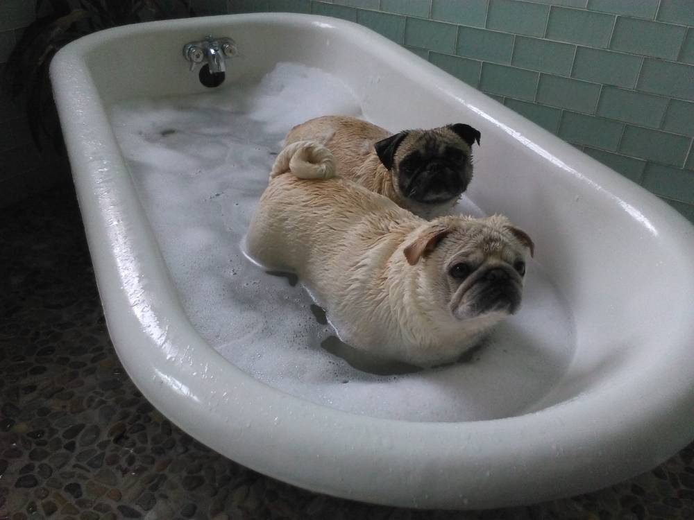 pugs