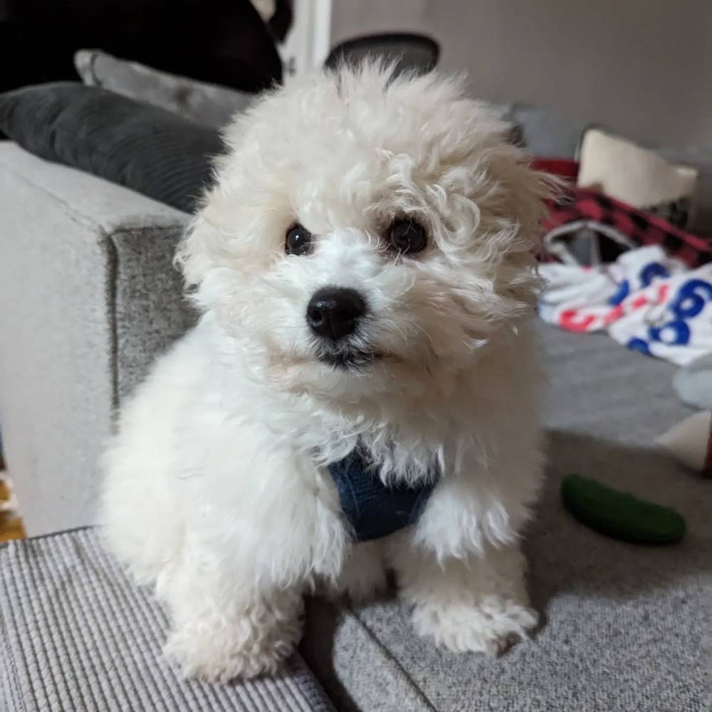 #bichonsofinstagram #bichon #bichonfrise, photo 1 of 1