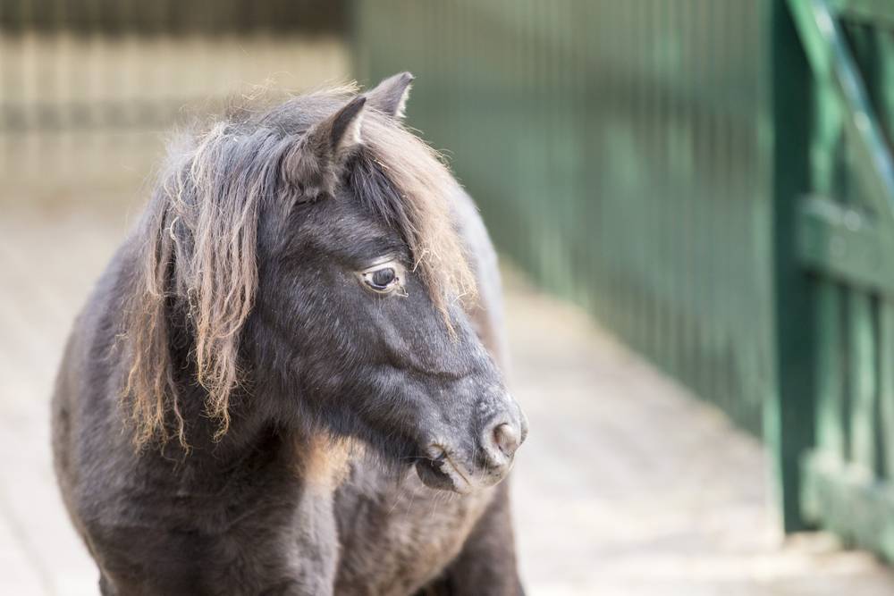 A grey pony with a shaggy mane stands beside a green railing.