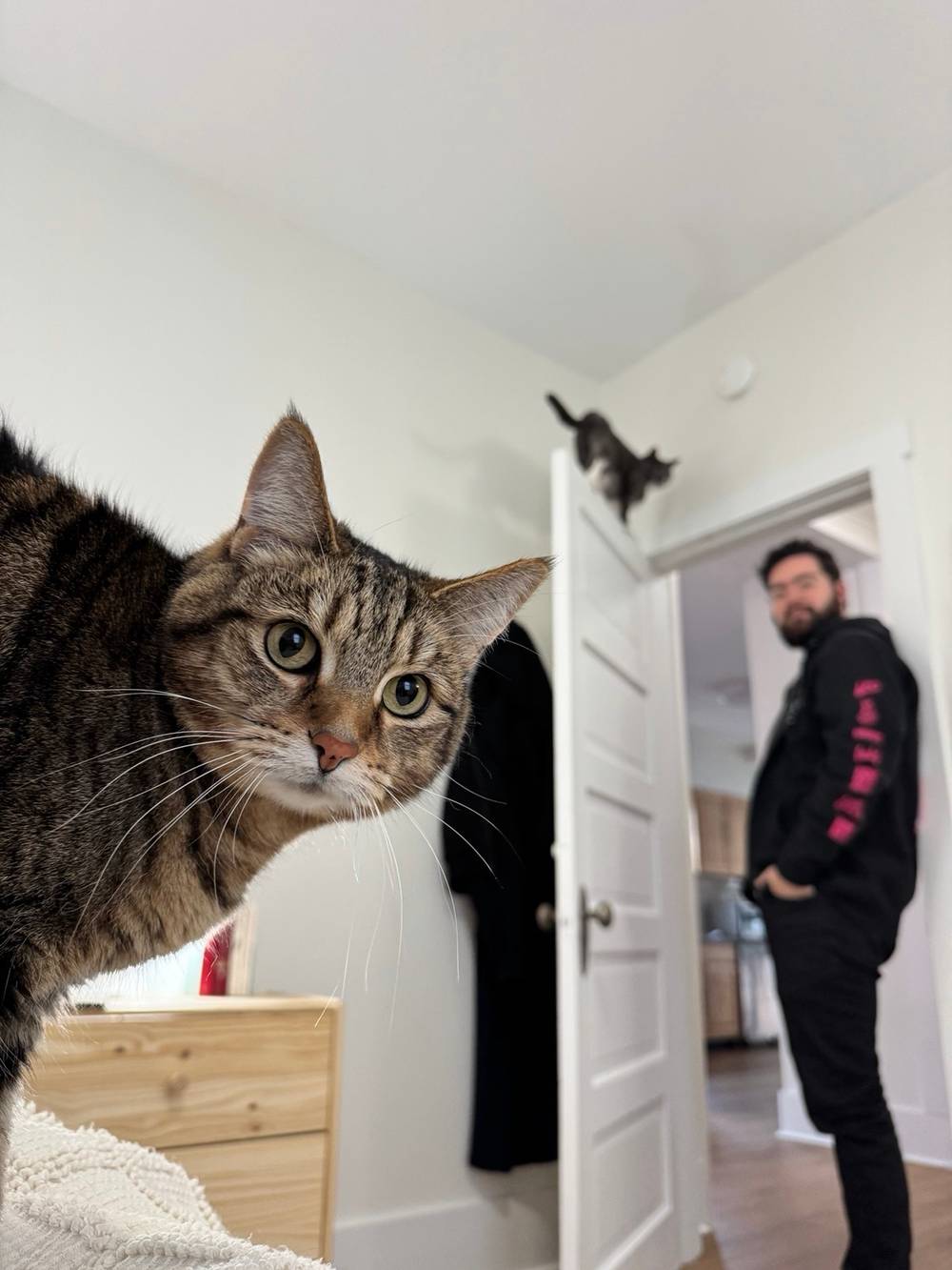 Life with cats