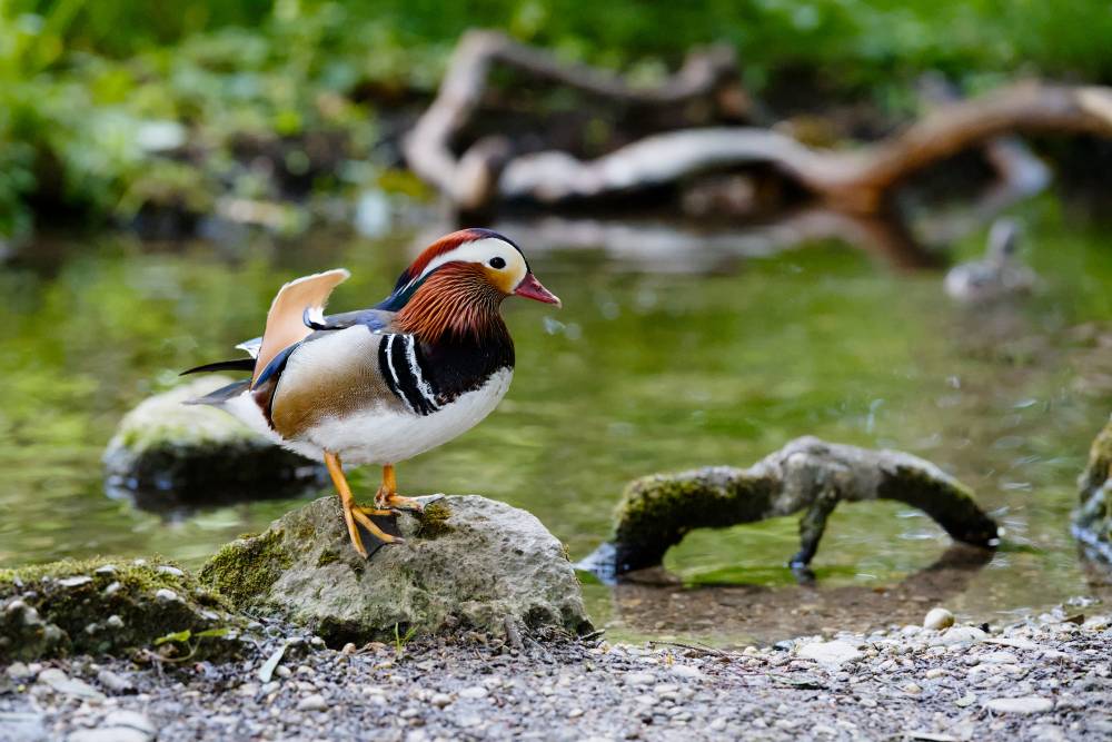 A male mandarin duck posing on a rock in front of a small stream.