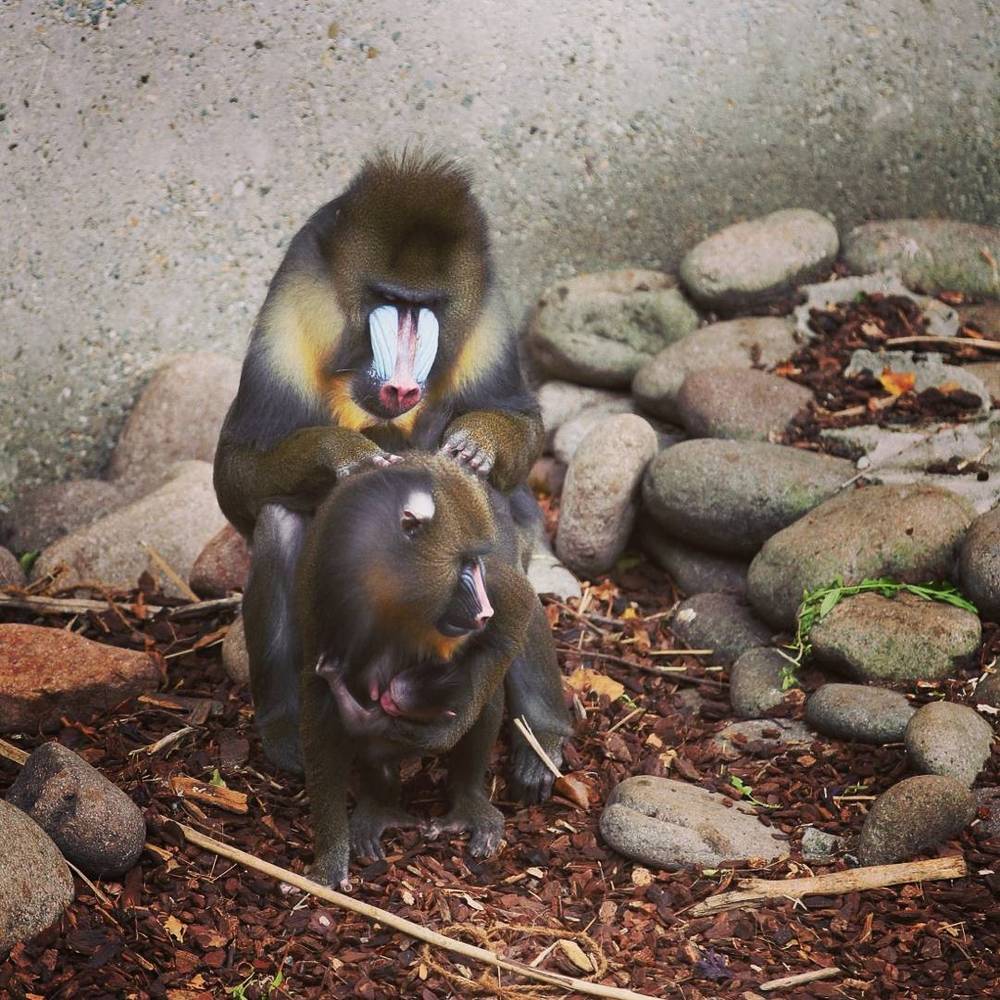 Two mandrill monkeys grooming each other among rocks at a zoo enclosure.