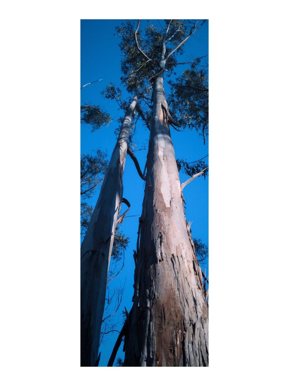 eucalyptus, photo 1 of 9