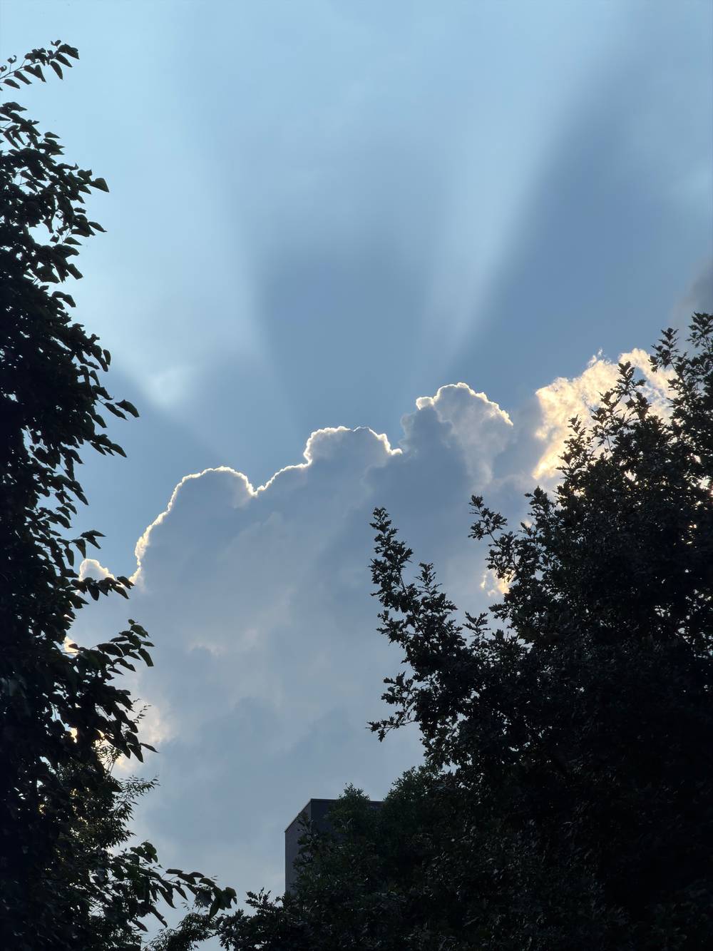 Rays