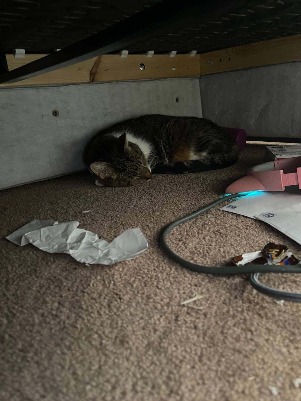 A cat napping on carpet, in a dark area under IKEA furniture. A small mess is nearby, as to be expected.