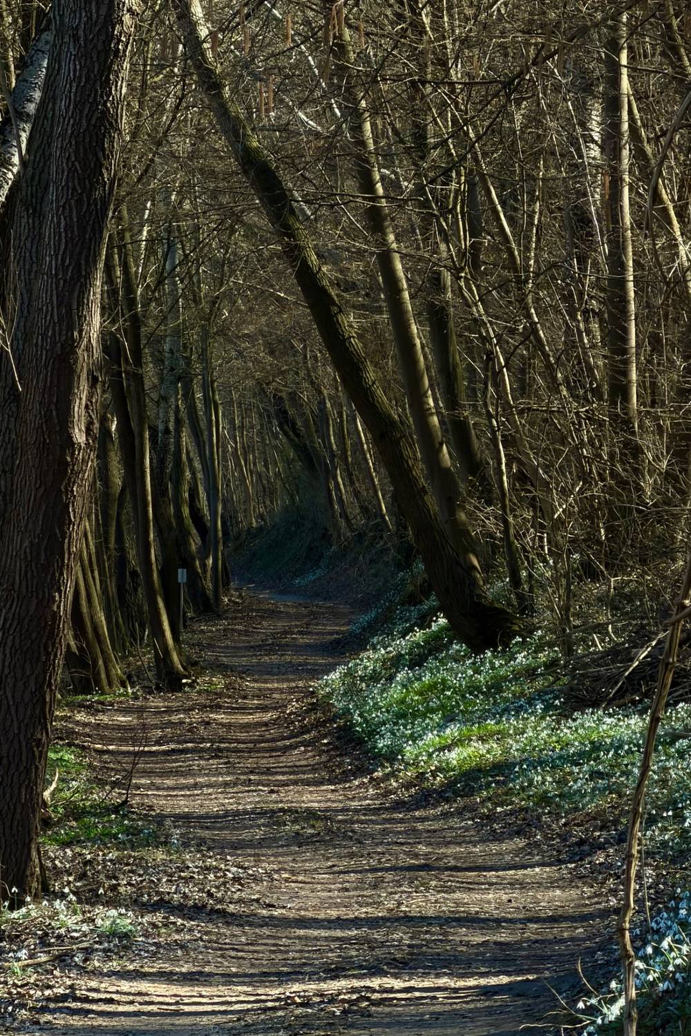 Forest road in the spring
