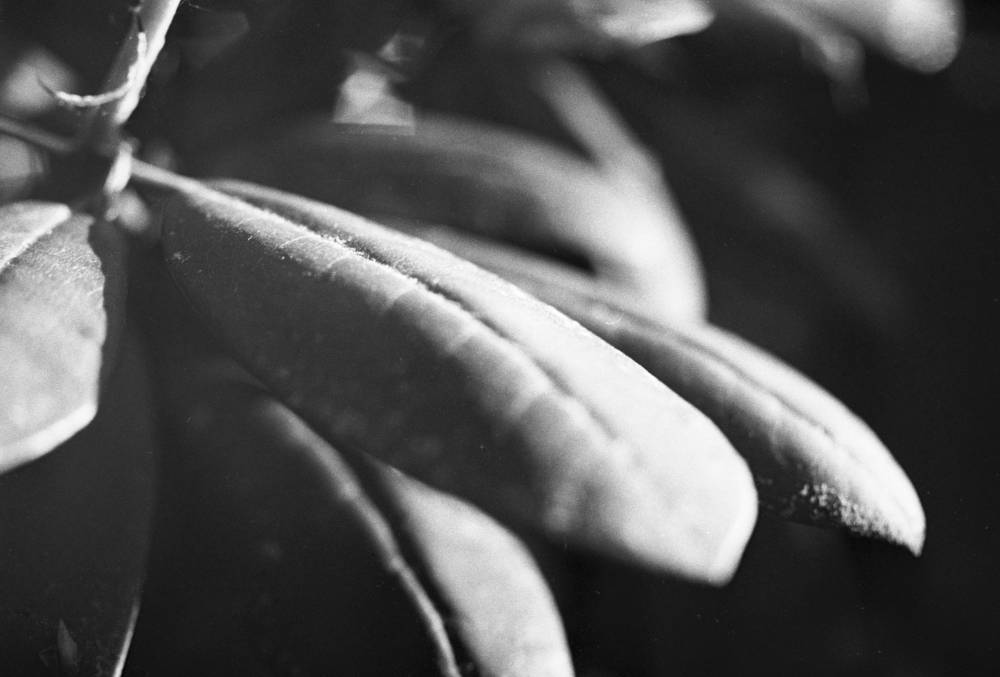 A close-up shot of rhododendron leaves. The leaf in the center is well lit from the right with the left in shadows. 