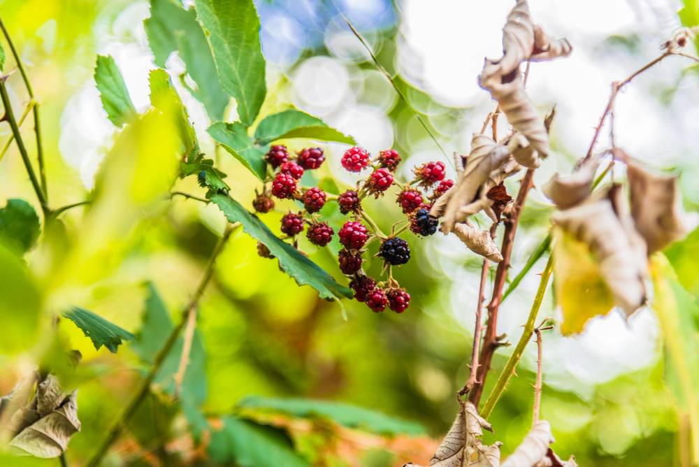 Frutos rojos de otoño