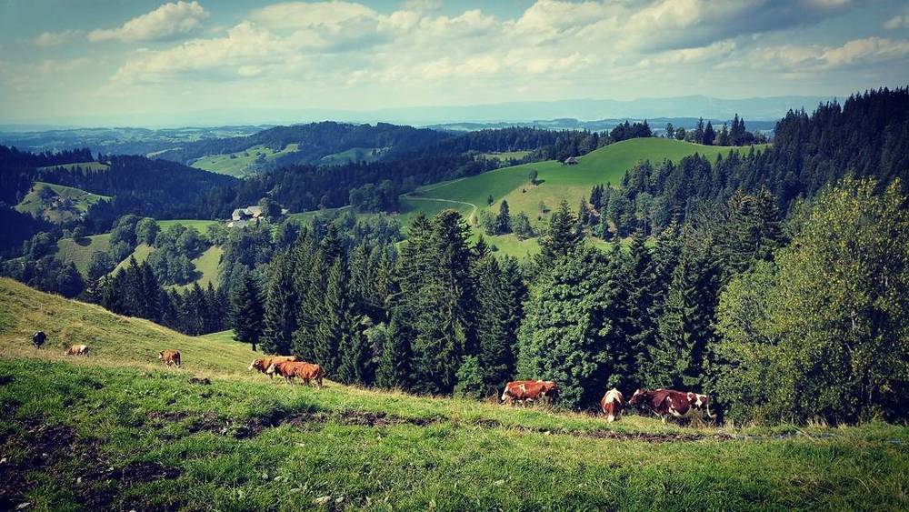 A green alpine valley with grazing cows, forested hills, and farmhouses in the distance.
