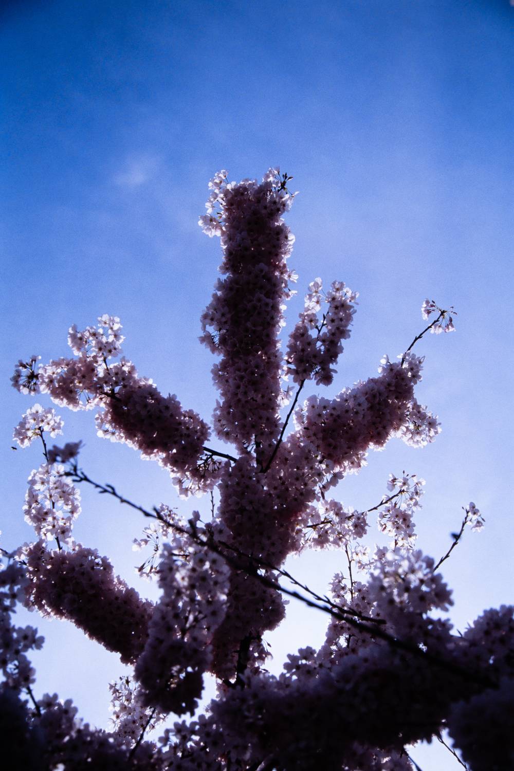 Backlit cherry blossoms against a blue sky