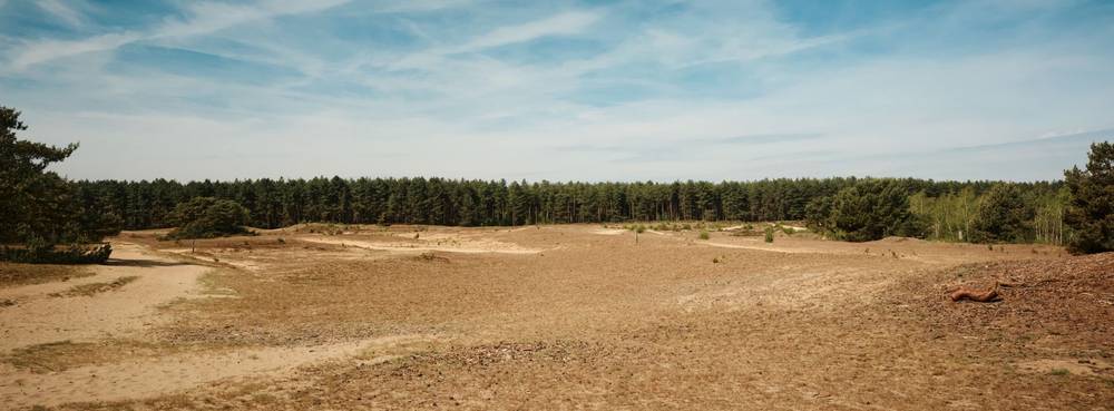 A panoramic view of an open sandy plain dotted with sparse vegetation, backed by a long row of pine forest