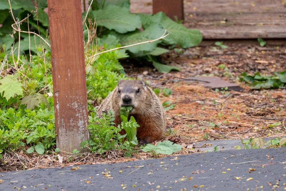 A groundhog stands upright beside a deck post, holding a leafy plant in its mouth as it eats.