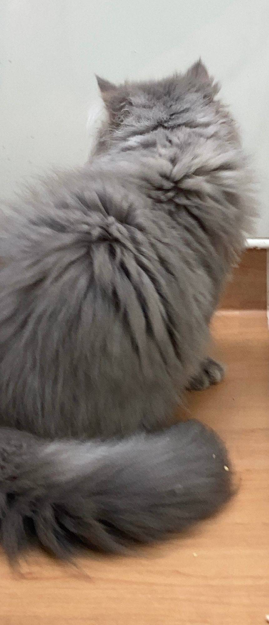 猫 cat