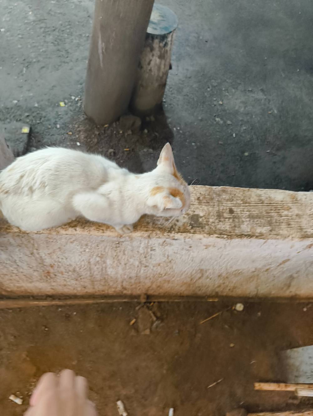 screamy kitty while going to Banglore