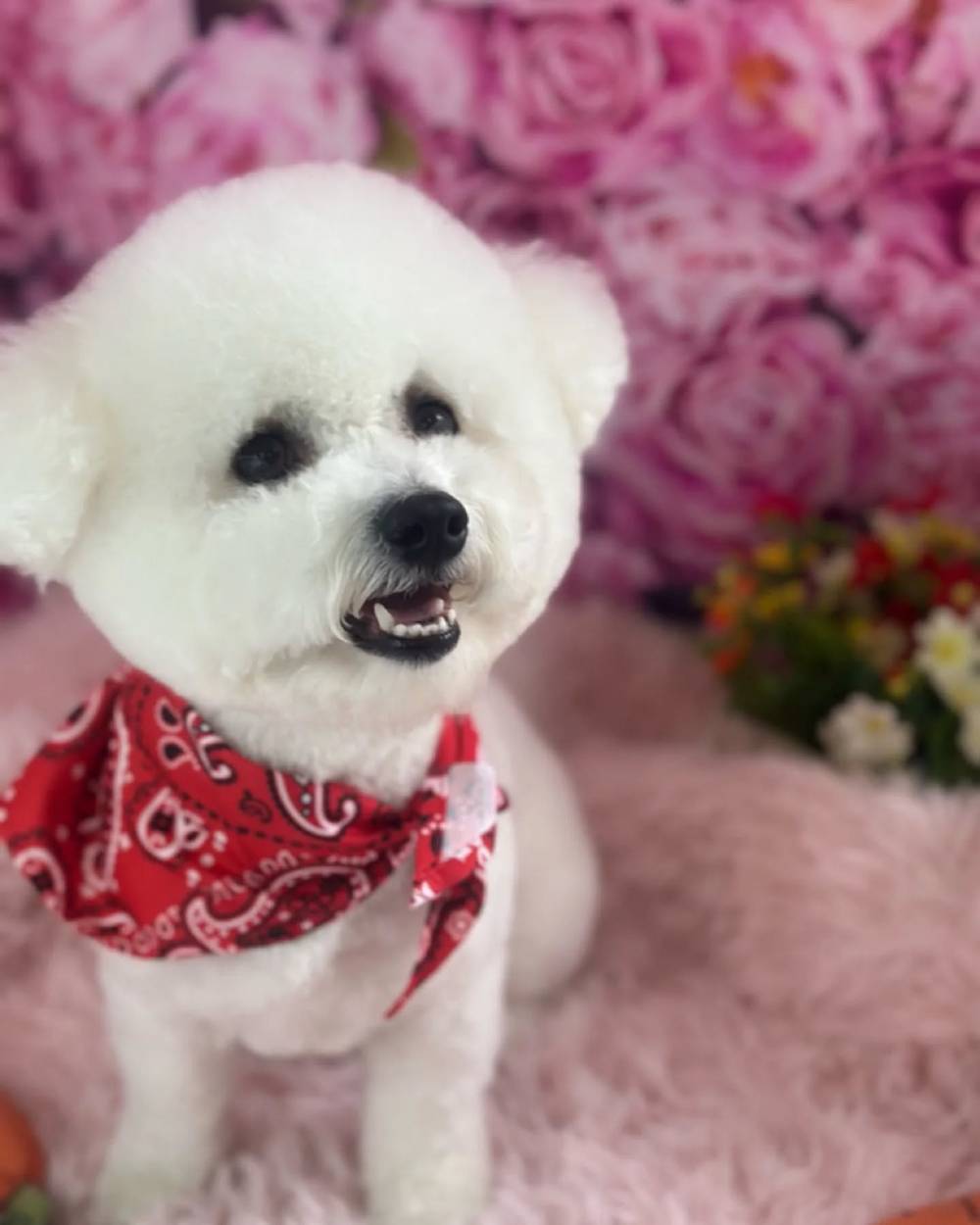 Thank you @mad_fluff_house for Kibi's groom today! I love to see his round little head 😍, photo 1 of 1